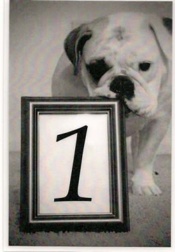 Bulldog Wedding Table Number