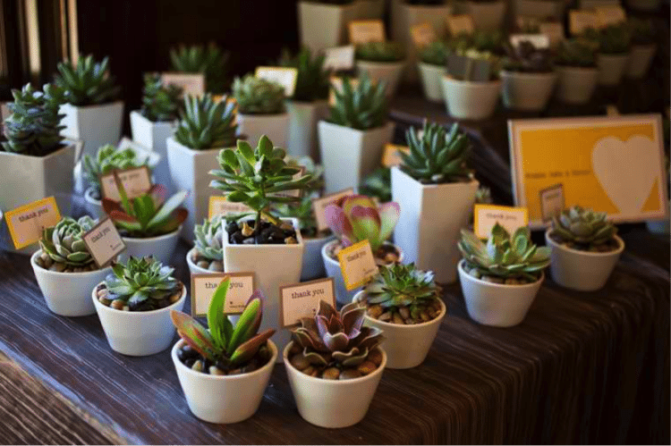 mini potted plants