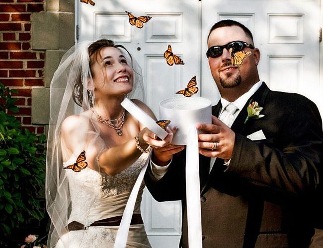 live butterfly release