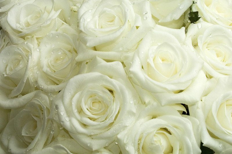 elegant white wedding flowers