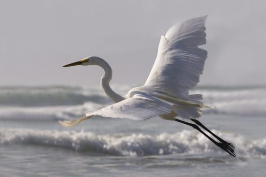 Beautiful bird