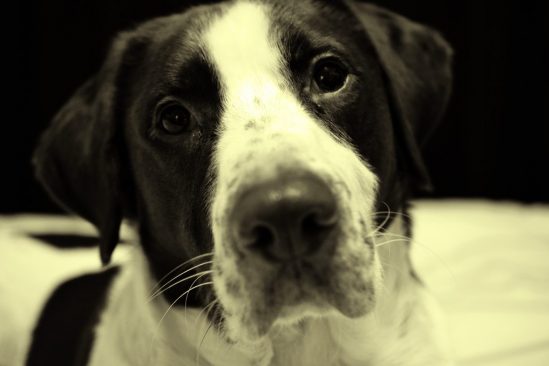 Black and White Dog