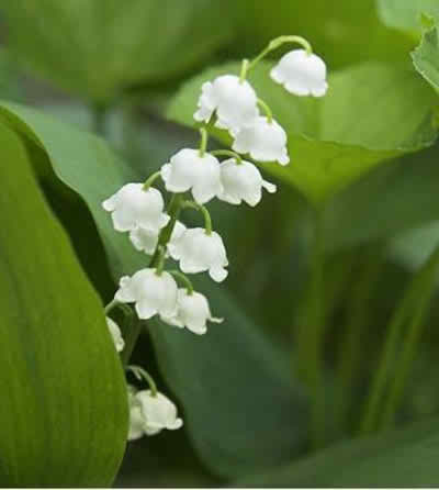 6 flowers for your wedding flower arrangements
